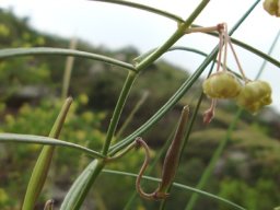 Asclepias praemorsa erect fruits
